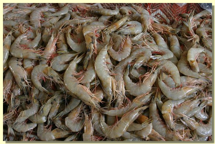 Muscat_Fischmarkt_02.jpg