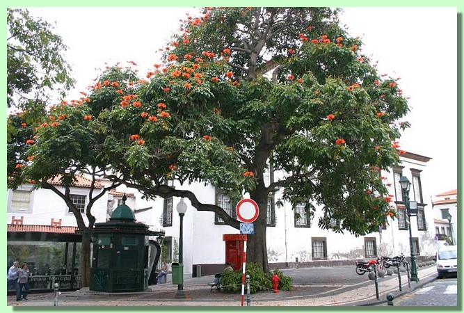 Bluehender Baum in Funchal.jpg