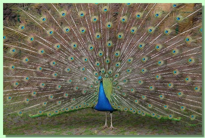 Pfau.jpg