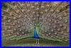 Pfau.jpg