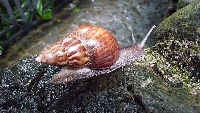 schnecke.jpg