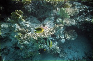 Fische im roten Meer