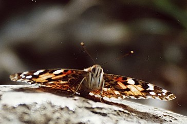 Schmetterling auf Fels