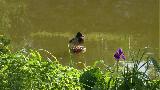  Bildname: Ente_5775.jpg